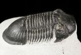 Bargain, Paralejurus Trilobite #47438-3